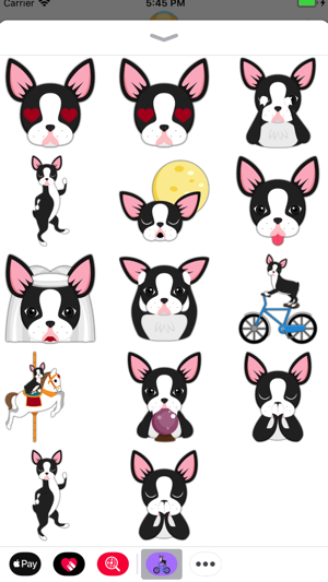 Animated Black Boston Terrier(圖2)-速報App