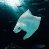 Plastic Pollution:Facts and Green Guide