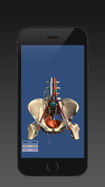 Anatomy of the Male Pelvis