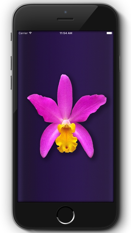 Orchid Collection