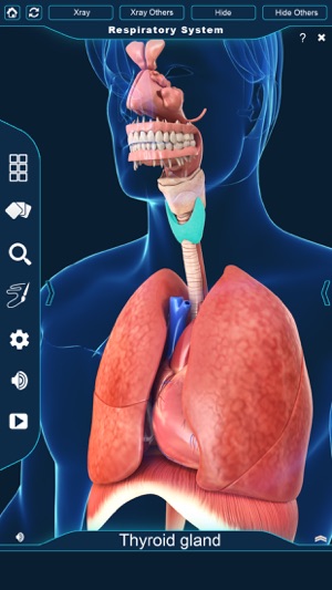 My Respiratory System Anatomy(圖3)-速報App