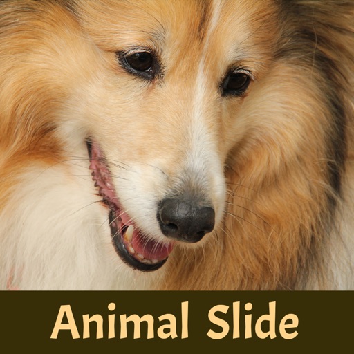 Animal Slide Image Puzzle iOS App