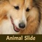Animal Slide Image Puzzle