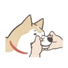 Husky Funny Dog Animated