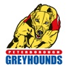 Peterborough Greyhounds