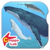 Whales & Dolphins of the World -Simple Pictorial Book Kids Game -