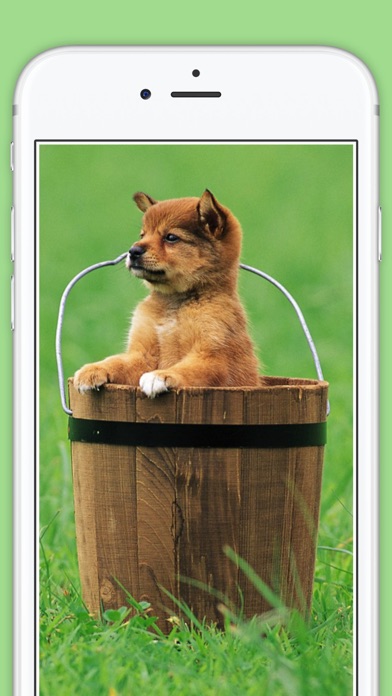 How to cancel & delete Cute Puppies animal Wallpapers, photos and Images from iphone & ipad 2