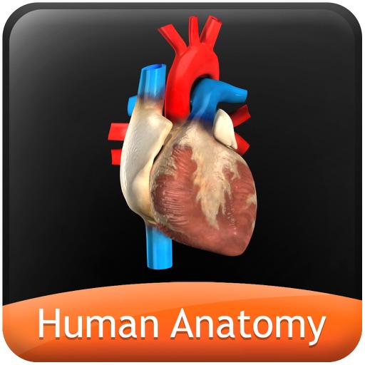 Human Anatomy Explorer - Circulatory System