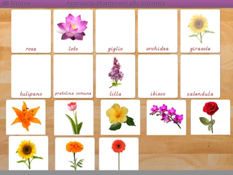 Le parti delle piante - Montessori botanica screenshot 2