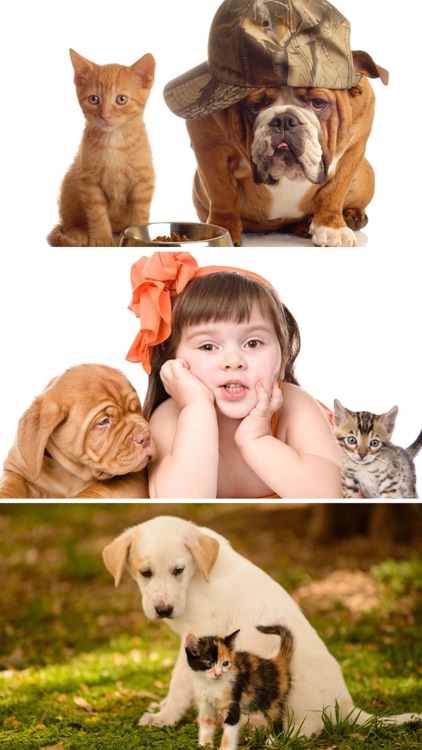 Cats & Dogs Wallpapers HD - Cute Puppies & Kittens screenshot-3