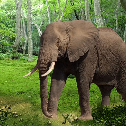 Angry Elephant Animal Rampage iOS App