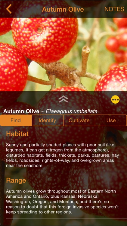 Wild Edibles Forage