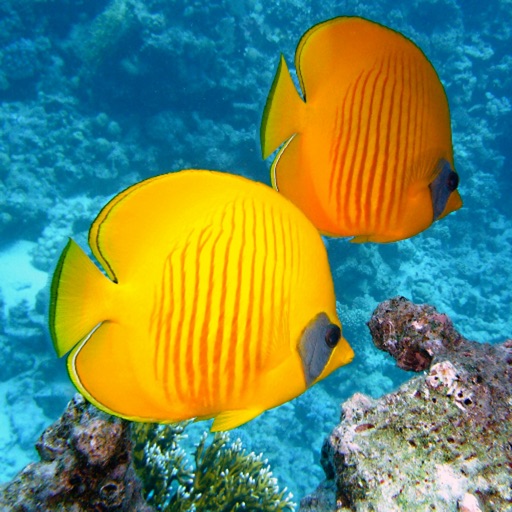 tropical fishes wallpapers