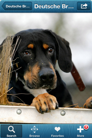 1,337 Dog Breeds,Veterinary - náhled