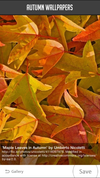 Autumn Wallpapers screenshot-4