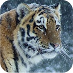 Wild hunter 2016  Ice Age