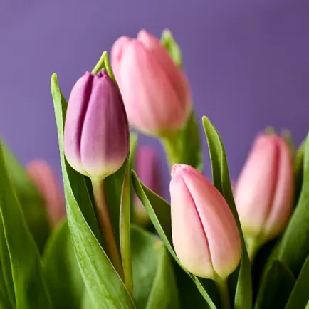 Tulip Wallpapers Читы