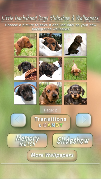 Little Dachshund Dogs - Slideshow & Wallpapers HD screenshot-3