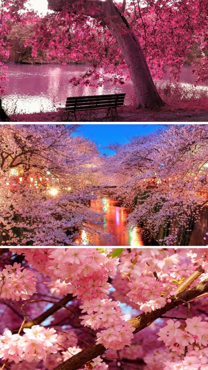 Sakura Wallpapers, Japanese Cherry Blossom Flowers screenshot-3