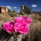 Flower Collection HD is your guide with beautiful photos and detailed info
