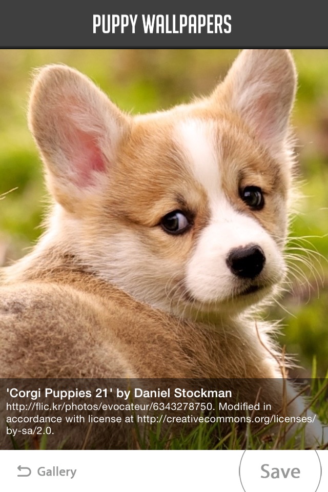 Puppy Wallpapers screenshot 2