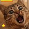 Cat sounds application is a cheerful entertainment for all your home's inhabitants