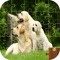 Puppy Dog Jigsaw Puzzle