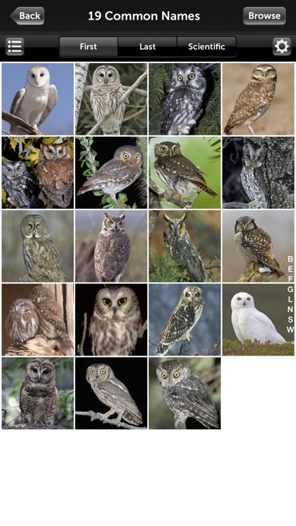 Audubon Bird Guide: Owls – Field Guide