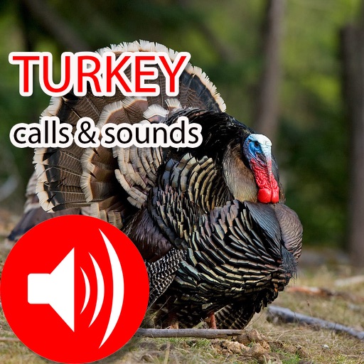 Turkey Hunting Calls & Sounds - Real Sounds icon