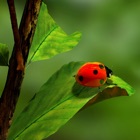 Ladybug Wallpapers