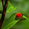 Ladybug Wallpapers