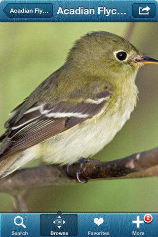 2000 Bird Species with Guides - náhled