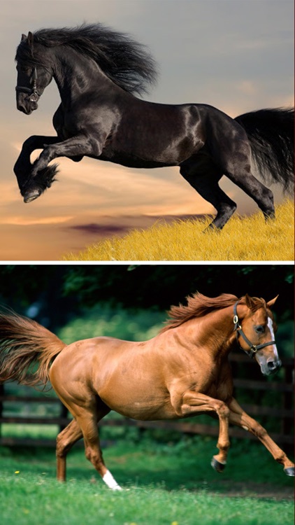 Horse Wallpapers HD - Collection of Running Horses screenshot-4