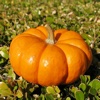 How To Grow Pumpkins