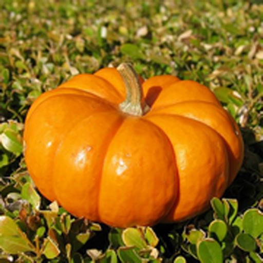 How To Grow Pumpkins