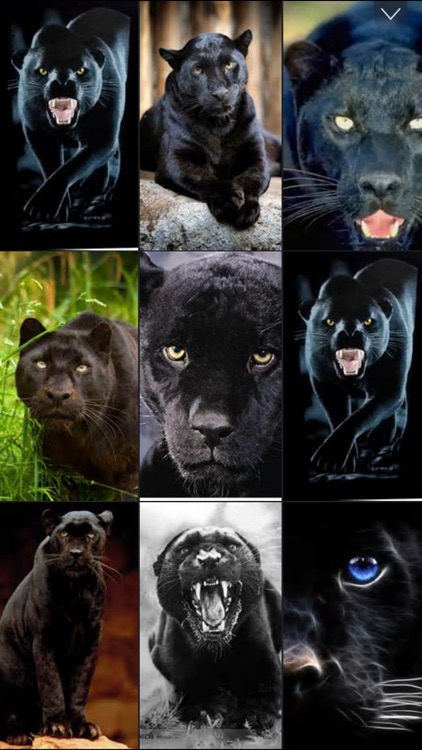 Wild Black Panther Wallpapers & Animal Pictures