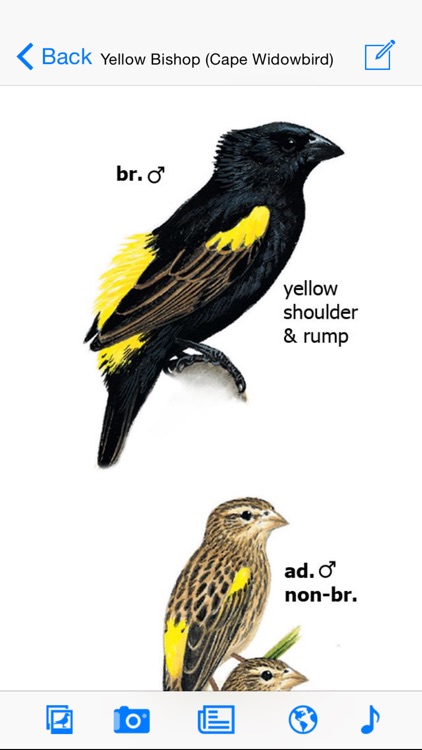Sasol eBirds