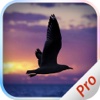 Filter Camera - Fly Bird & Photo Filters - PRO