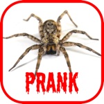 Spider Scare Prank
