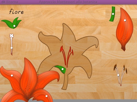 Le parti delle piante - Montessori botanica screenshot 4