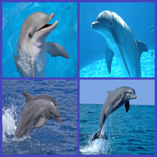Free Dolphin Same