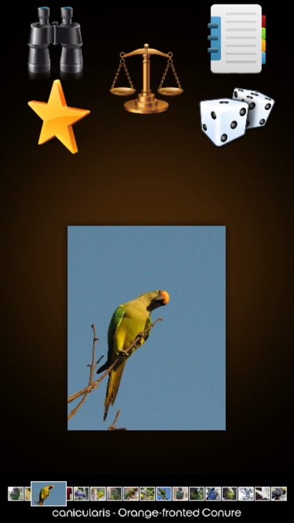 Parrot Species Guide