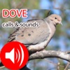 Dove Hunting Calls & Sounds - Real Dove Pigeon