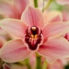 Orchid Wallpapers