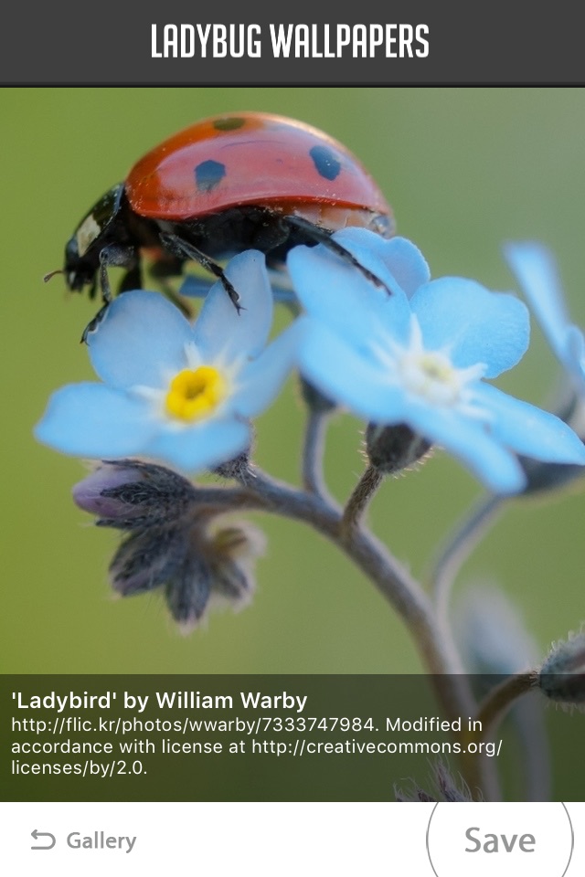 Ladybug Wallpapers screenshot 4