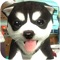 Dog Sim is an arcade game, where you play as a doggy