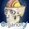 3D Organon Anatomy - Brain and Nervous System