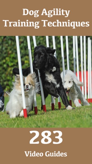 Dog Agility Training Techniques(圖1)-速報App