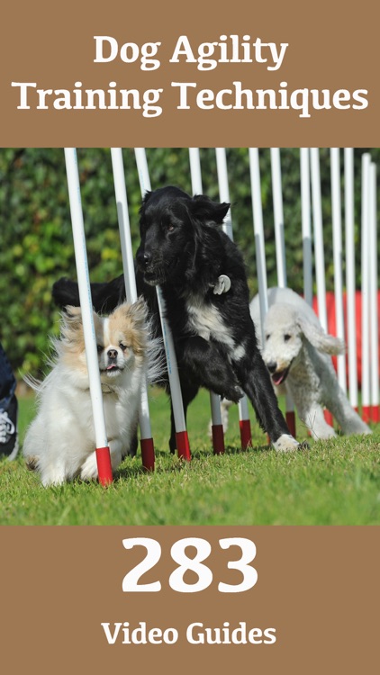 Dog Agility Training Techniques