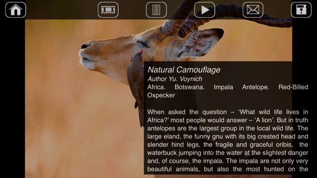 Africa. Wild animals.(圖5)-速報App